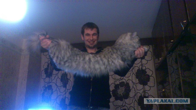 «Возможно, он ещё не до конца вырос». Кот длиной 120 сантиметров претендует на попадание в Книгу рекордов Гиннеса