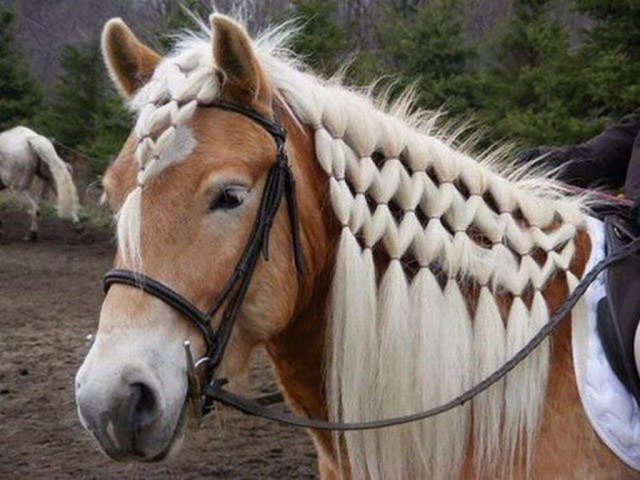 Живность из сети