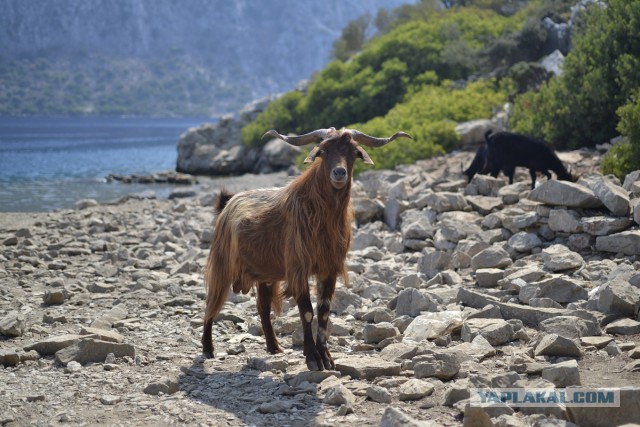 К жителю Аляски «пришел в гости» целый выводок рысей