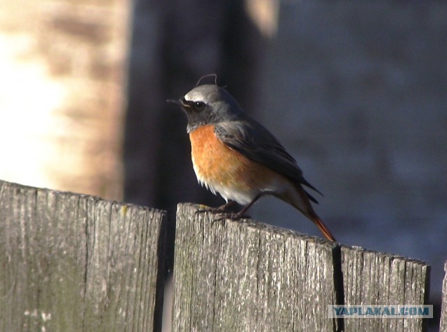 Просто Природа