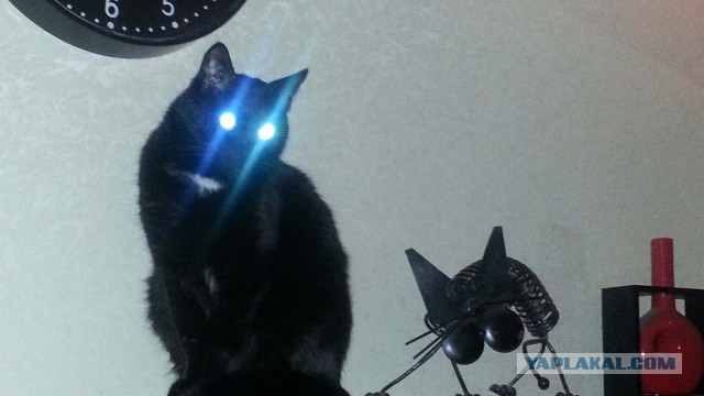 Котовторник 24.04.2018