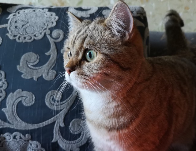 Котовторник  01.05.2018