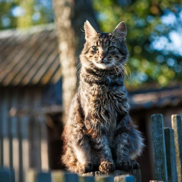 Кот без прикрас