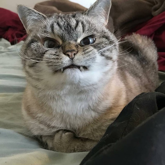 Кот без прикрас