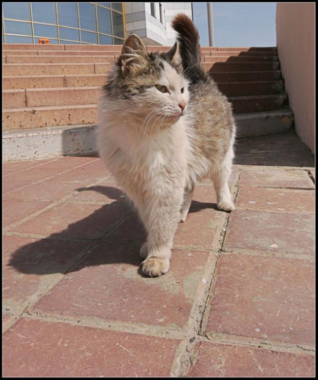 Котовторник на ЯПлакалъ (10.06.08), прикольные коты, добавляем свои!