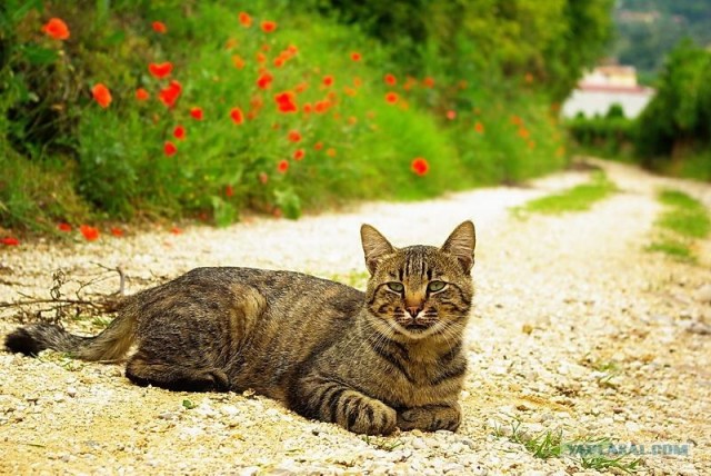 Ура, котовторник! (01.07.2008)