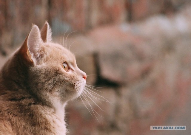 Котовторник на ЯПлакалъ