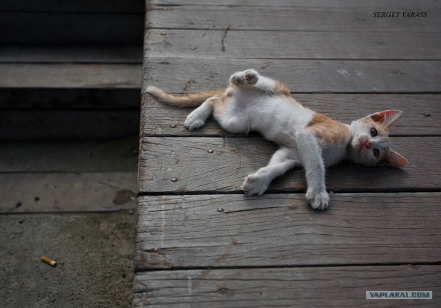 Котовторник (13.01)