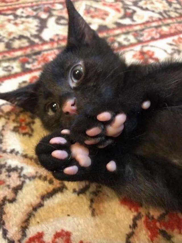 Прикольных котов пост