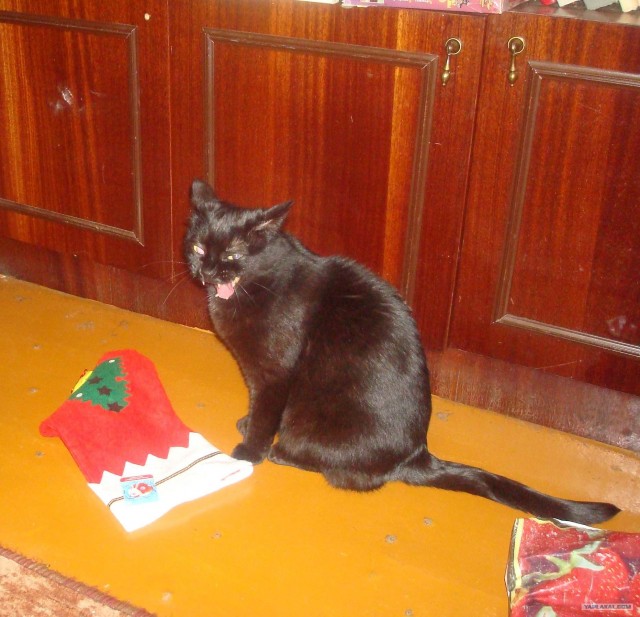 Котовторник - С праздником, котоводы!