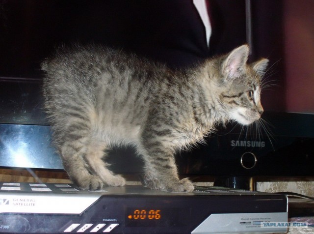 Котовторник  07.06.11