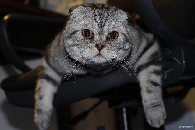 Котовторник! 08.11.11