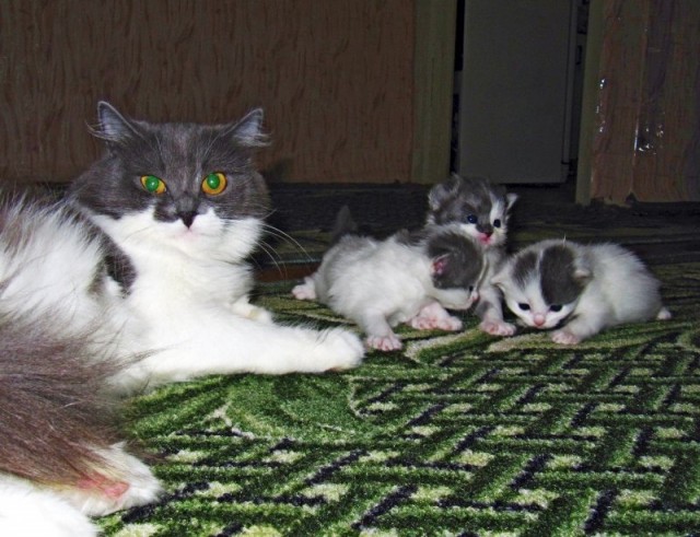 Котовторник 13.12.11 - магическе числа