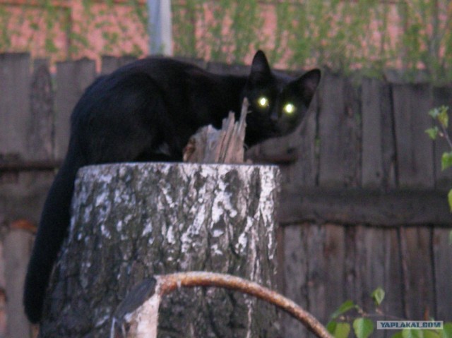 Котовторник (31.01.2012)