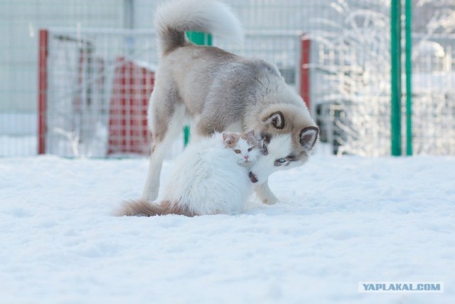 Котовторник 20.03.2012