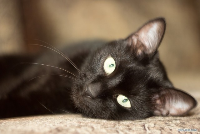 Котовторник  12. 06. 2012