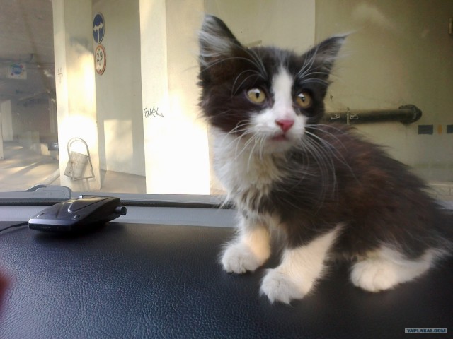 Котовторник на 26.06.12
