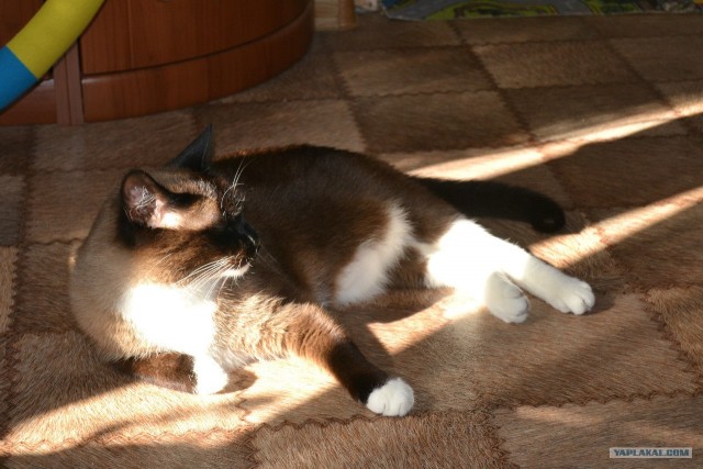 Котовторник 10. 07. 2012