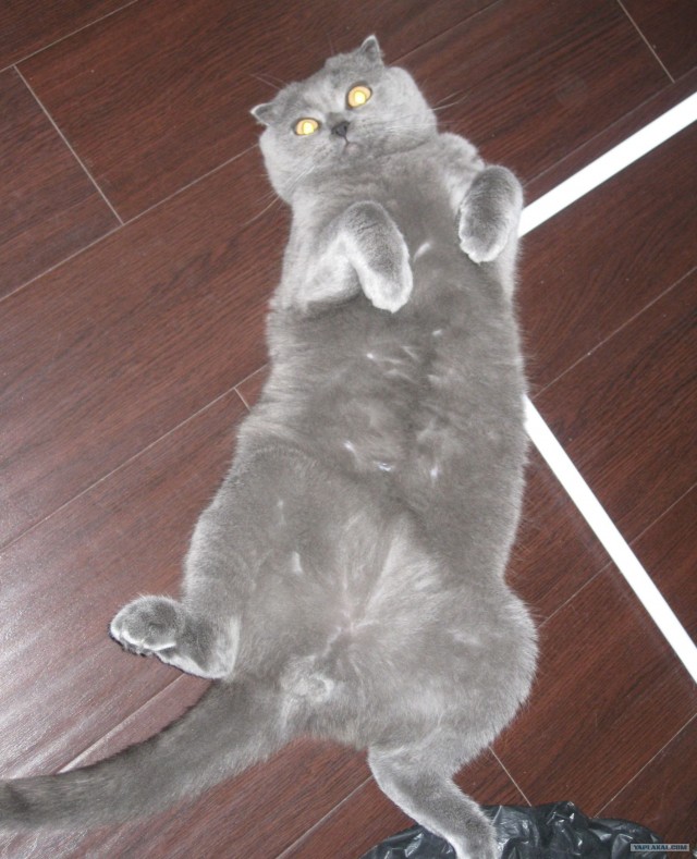 Котовторник 30.10.2012