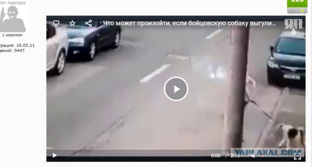 Что может произойти, если бойцовскую собаку выгуливать без поводка и намордника