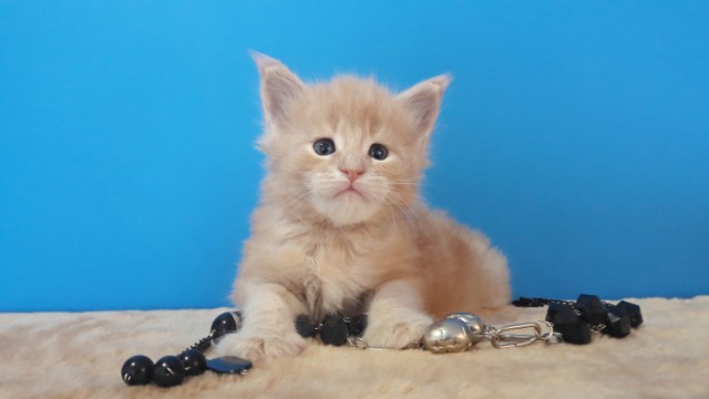 Забавные фото котеек
