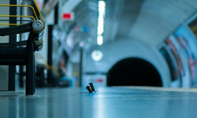Драка мышей в лондонском метро: лучшее фото дикой природы за 2019 год по версии зрителей