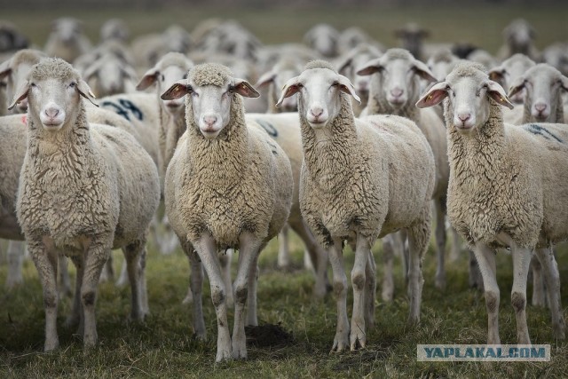 Как голосовала Якутия