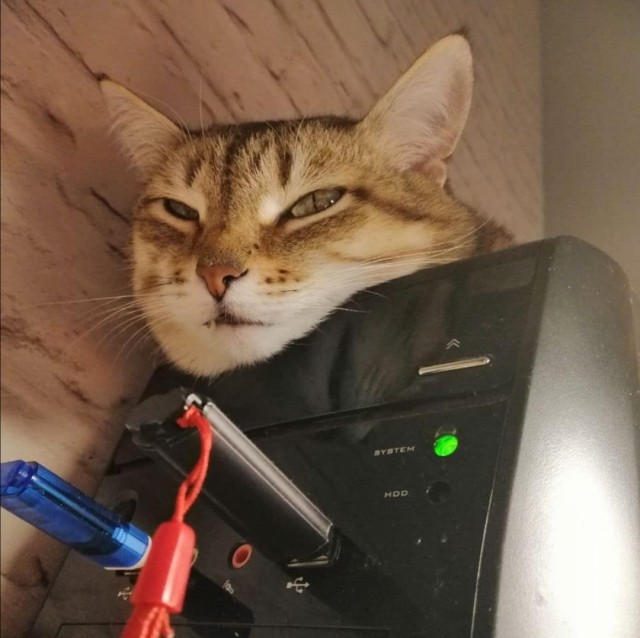 Эти забавные животные