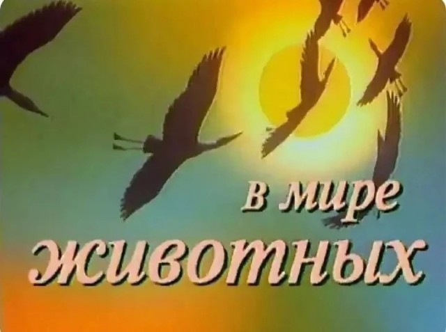 В мире жЫвотных