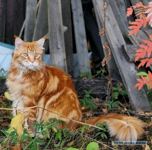 Котовторник 17.11.20