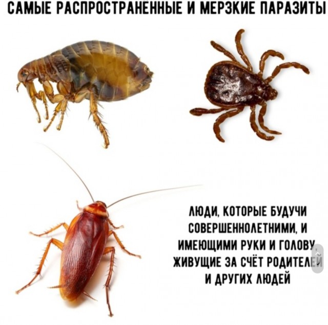 Бредзона 08.02.2021