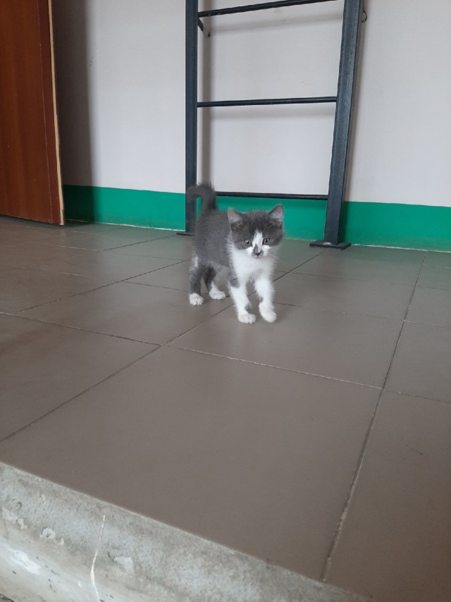 Кошки , кошечки, котяры 14.03.21