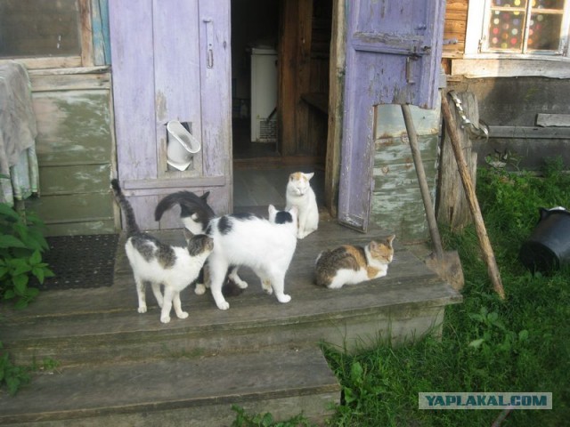 Жизнь домашнего приюта для котеек 355