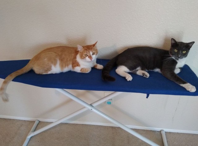 Коты в США - 3