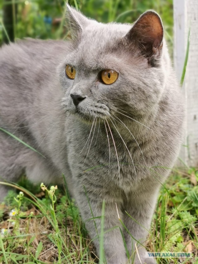 Котовторник