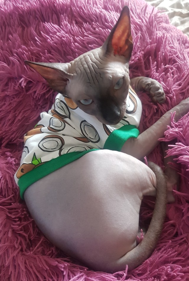 Котовторник