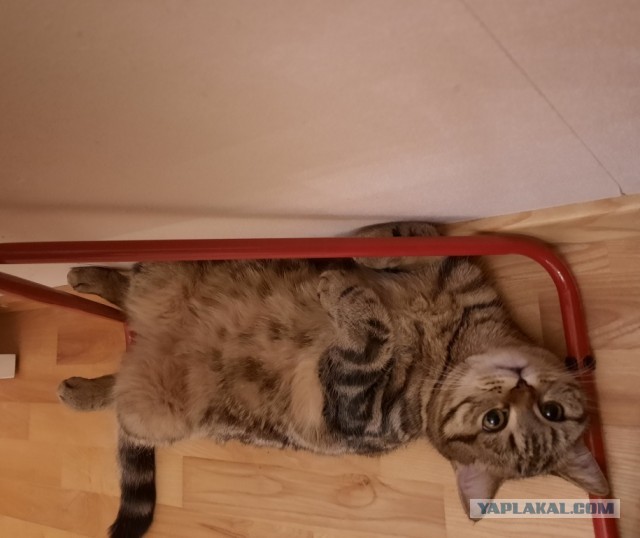 Котовторник