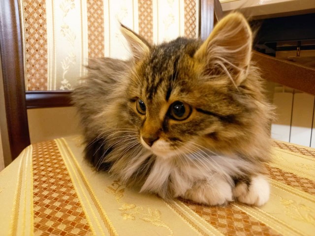 К котовторнику - спасти котосемью!