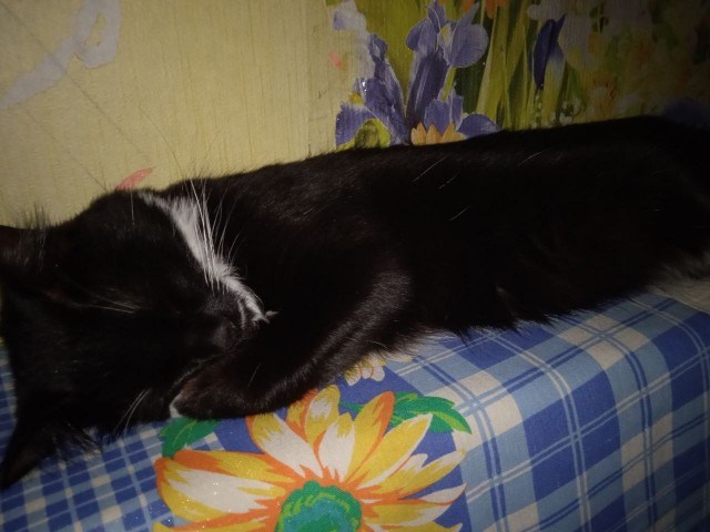Котовторник 21.12.21