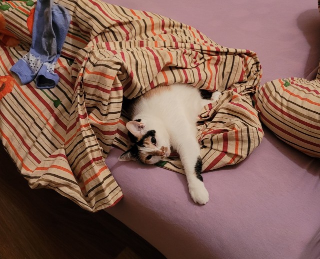 Котовторниковское