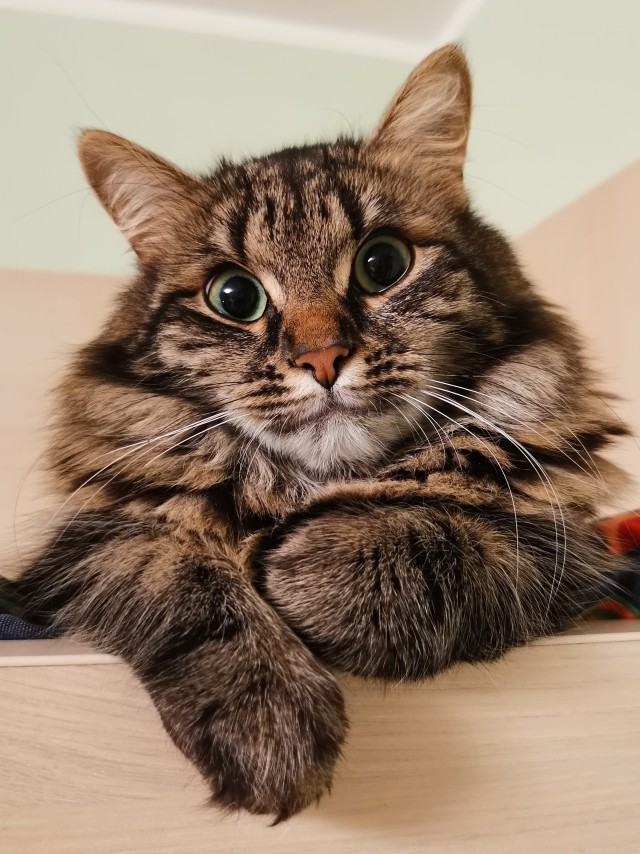 Ну, поехали в котоввторник!