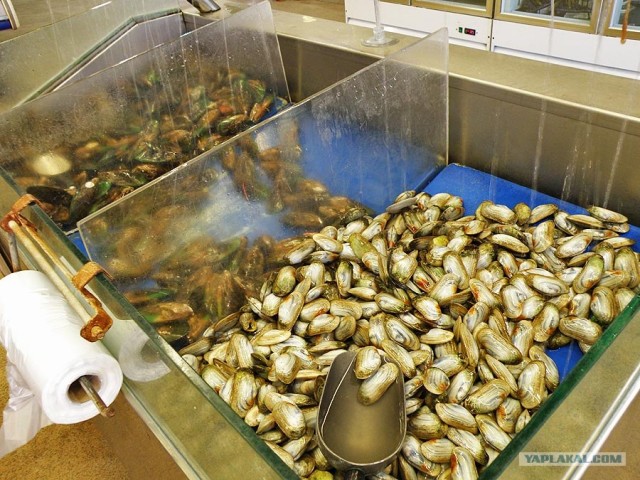 Рыбный ларёк в Новой Зеландии