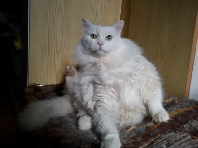 Котовторник 19.07.22