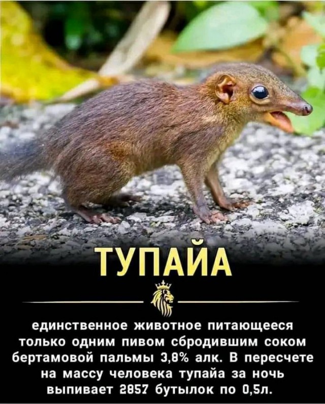 20 баянов про всякое