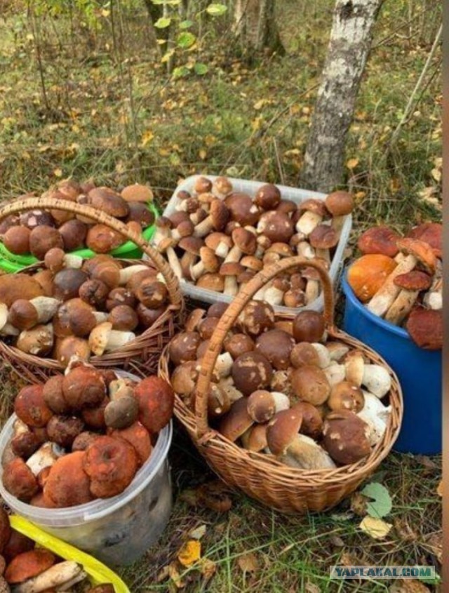 Грибы вроде пошли. Владимирская область
