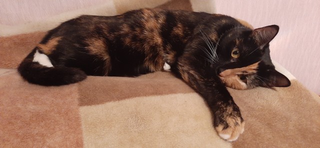 Котовторник 18.10.22