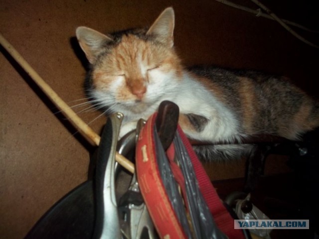 Жизнь домашнего приюта для котеек 440