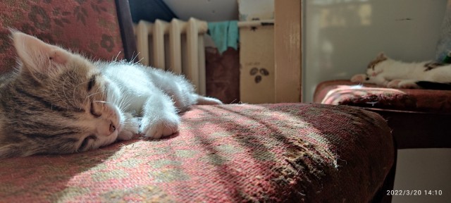 Котовторник. Было - стало