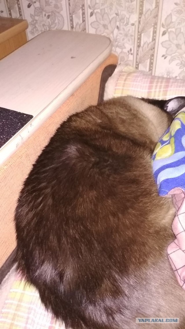 Котенок укладывается спать
