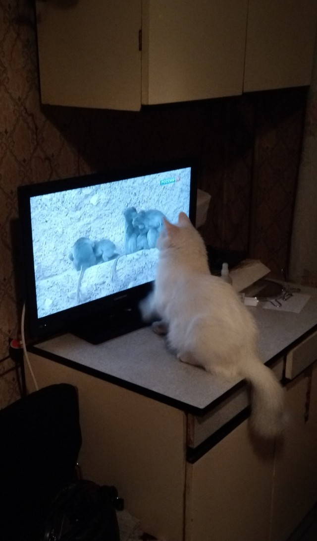Коты пролетарии